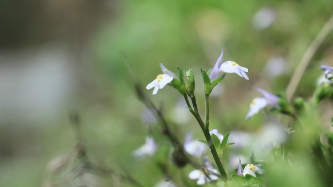 野花 山花 野草