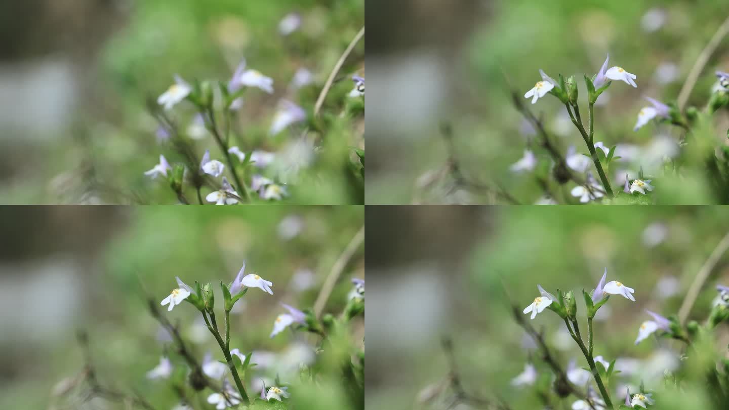 野花 山花 野草