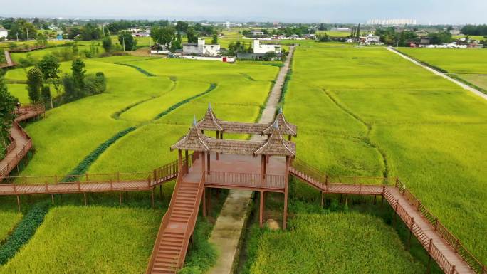 金色稻田航拍