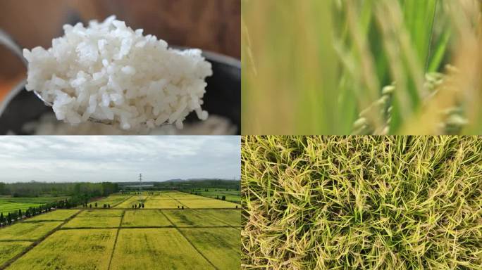 农村农业 水稻大米秋天丰收