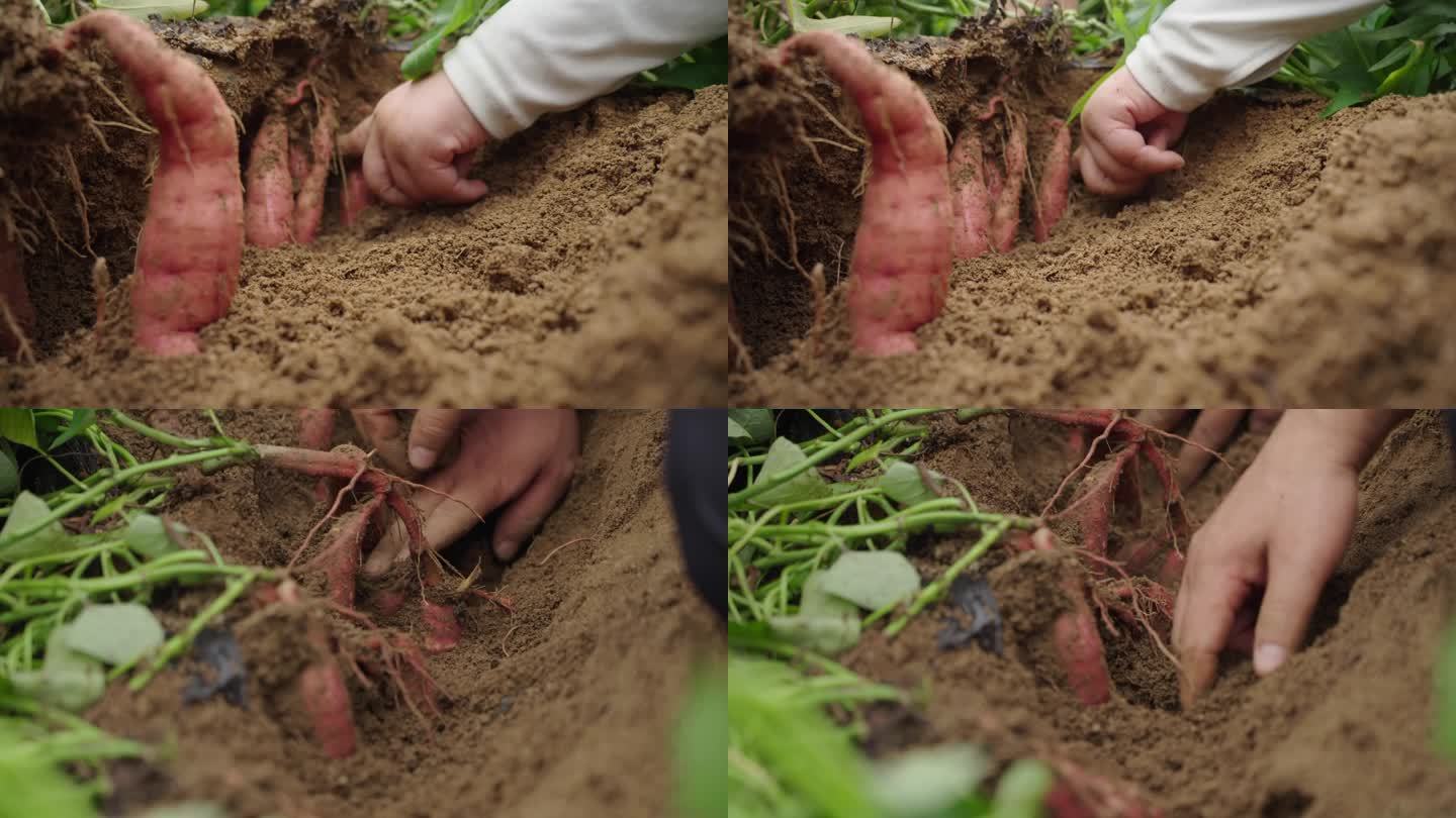红薯 地瓜 挖地瓜特写