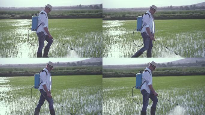 日落时分，男农民在稻田照料水稻