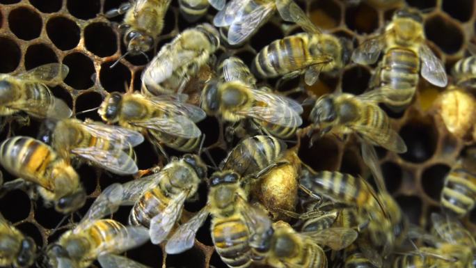 蜜蜂在梳子上爬行养蜂人农业养殖蜂蜜蜜糖