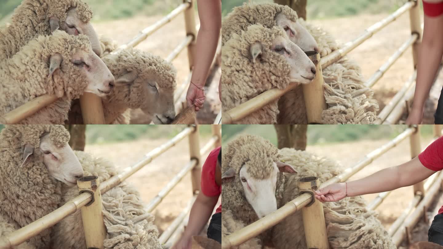 美丽的少女喂羊圈养毛羊