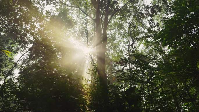 阳光穿透树木树叶丁达尔效应