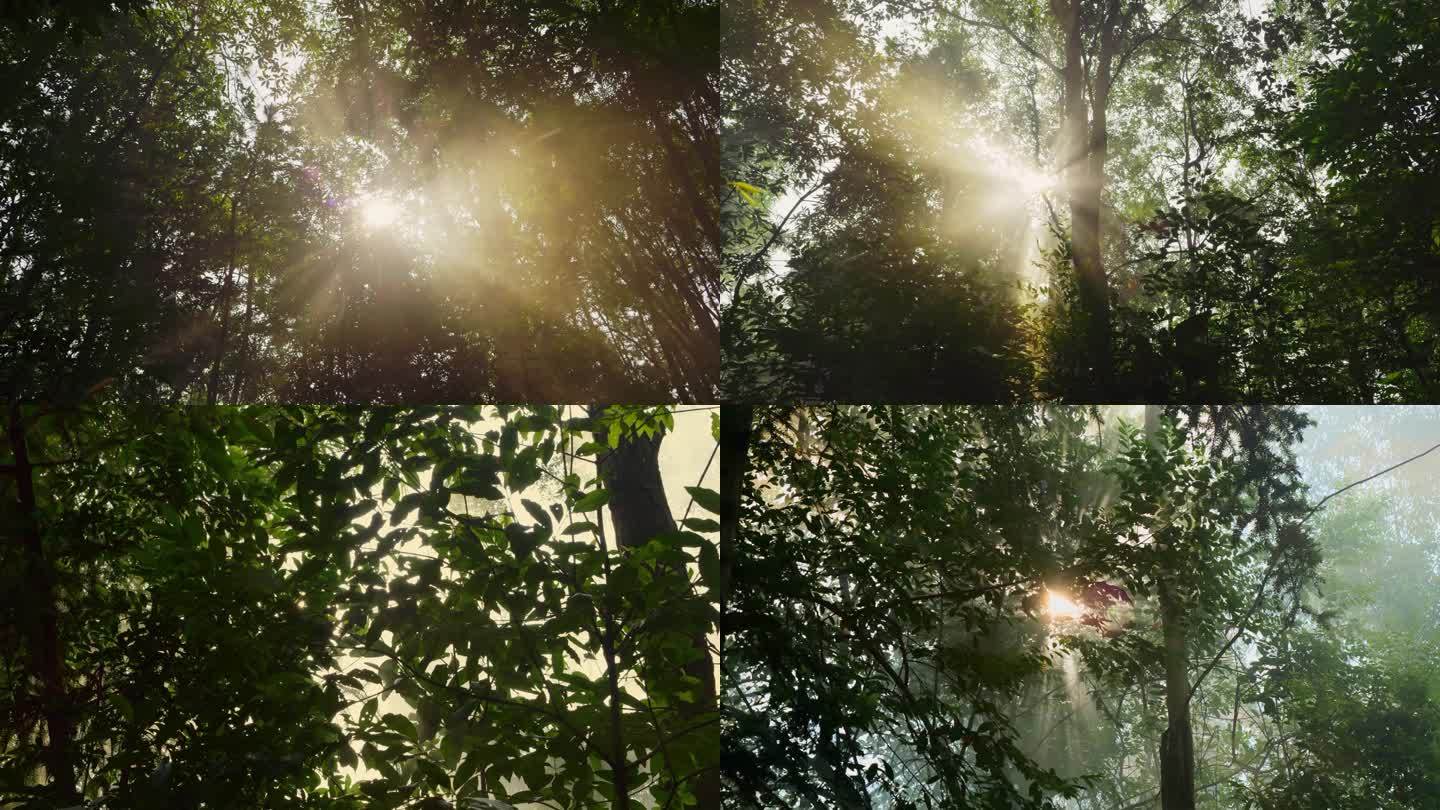 阳光穿透树木树叶丁达尔效应