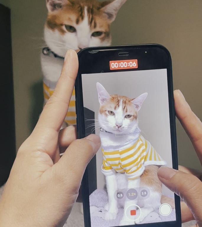 女性vlogger用智能手机拍摄猫咪视频