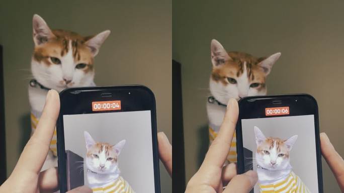 女性vlogger用智能手机拍摄猫咪视频