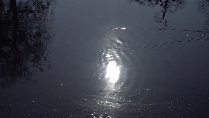 阳光灿烂时，鸭子在池塘里游泳