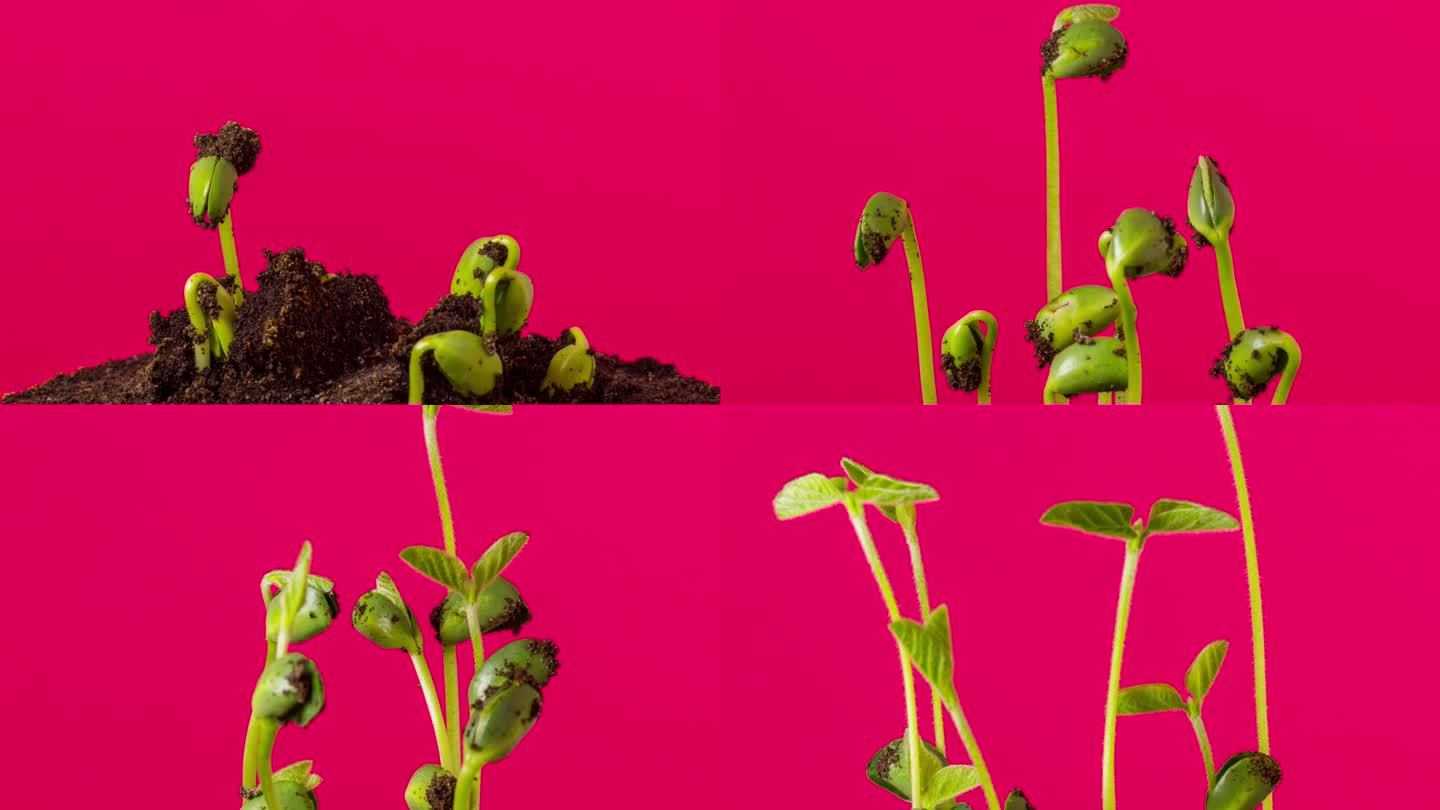 4K Timelapse视频，在红色背景下拍摄三个大豆从豆芽中生长和旋转的地面视图。