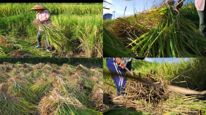 农民人工割水稻打禾收稻谷合集