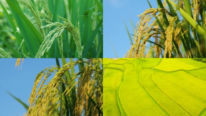 水稻生长过程