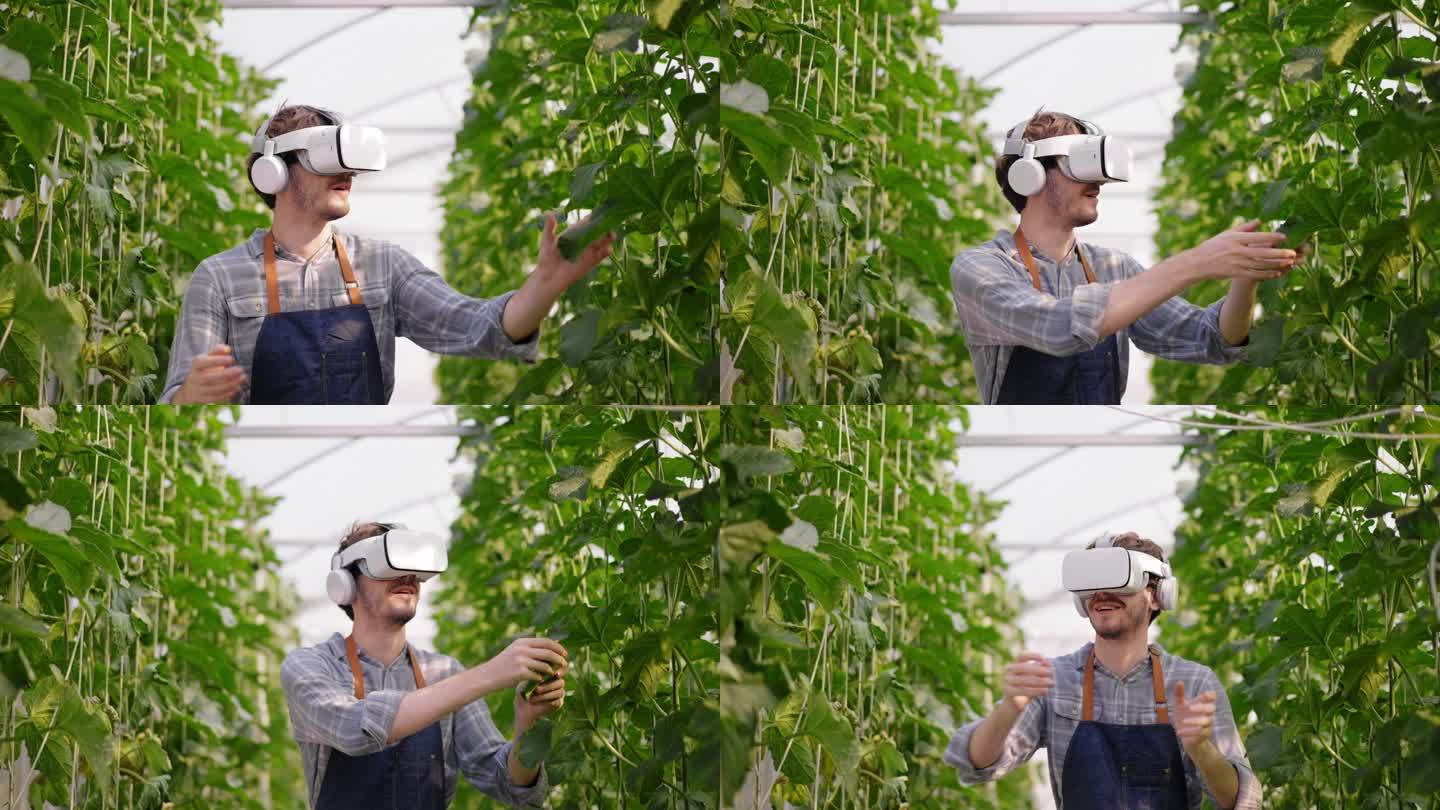 一名白人蓝领工人戴着虚拟现实耳机，在温室里触摸有机日本甜瓜果实的大数据，以检查产品质量。