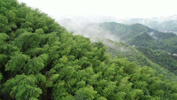 飞跃云海下的竹林（广角，中长焦两个）