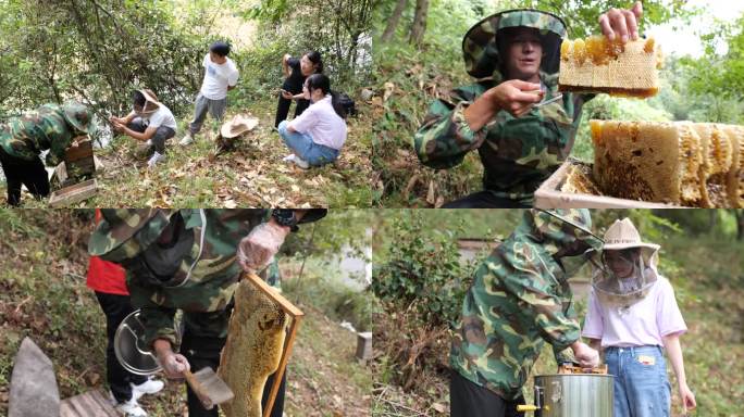 4K实拍五倍子花蜜9组采蜜