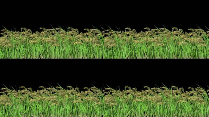水稻摇曳动画-带透明通道