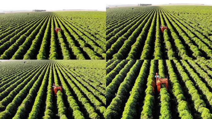 咖啡联合收割机大片农作物自动化科学种植