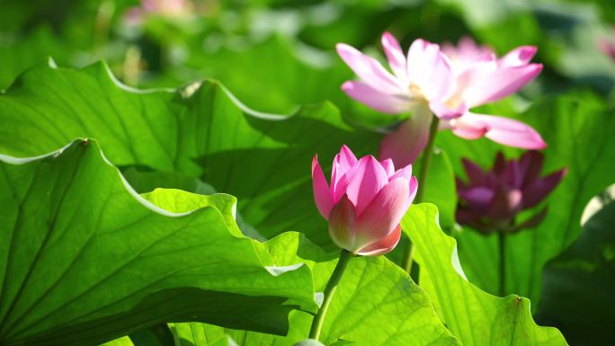 夏天池子里碧绿的荷叶和粉红的莲花
