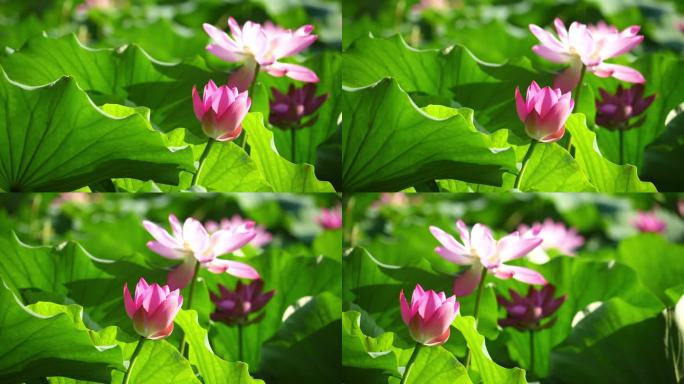 夏天池子里碧绿的荷叶和粉红的莲花