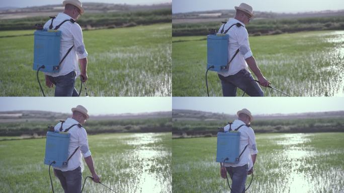 日落时分，男性农民照料稻田喷洒杀虫剂