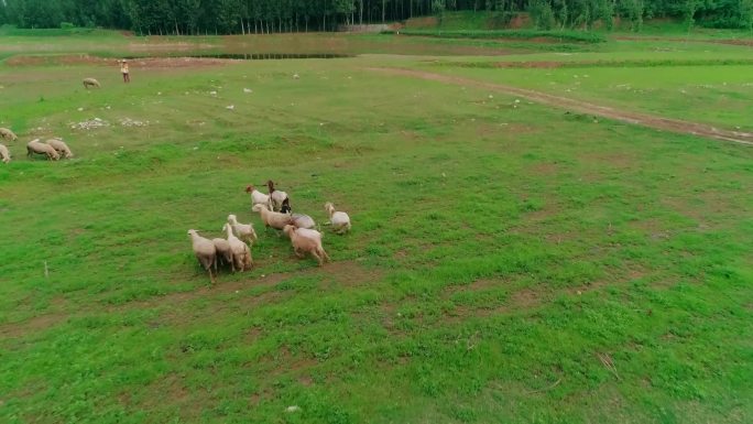 农村 村庄 放羊 羊群 草地吃草