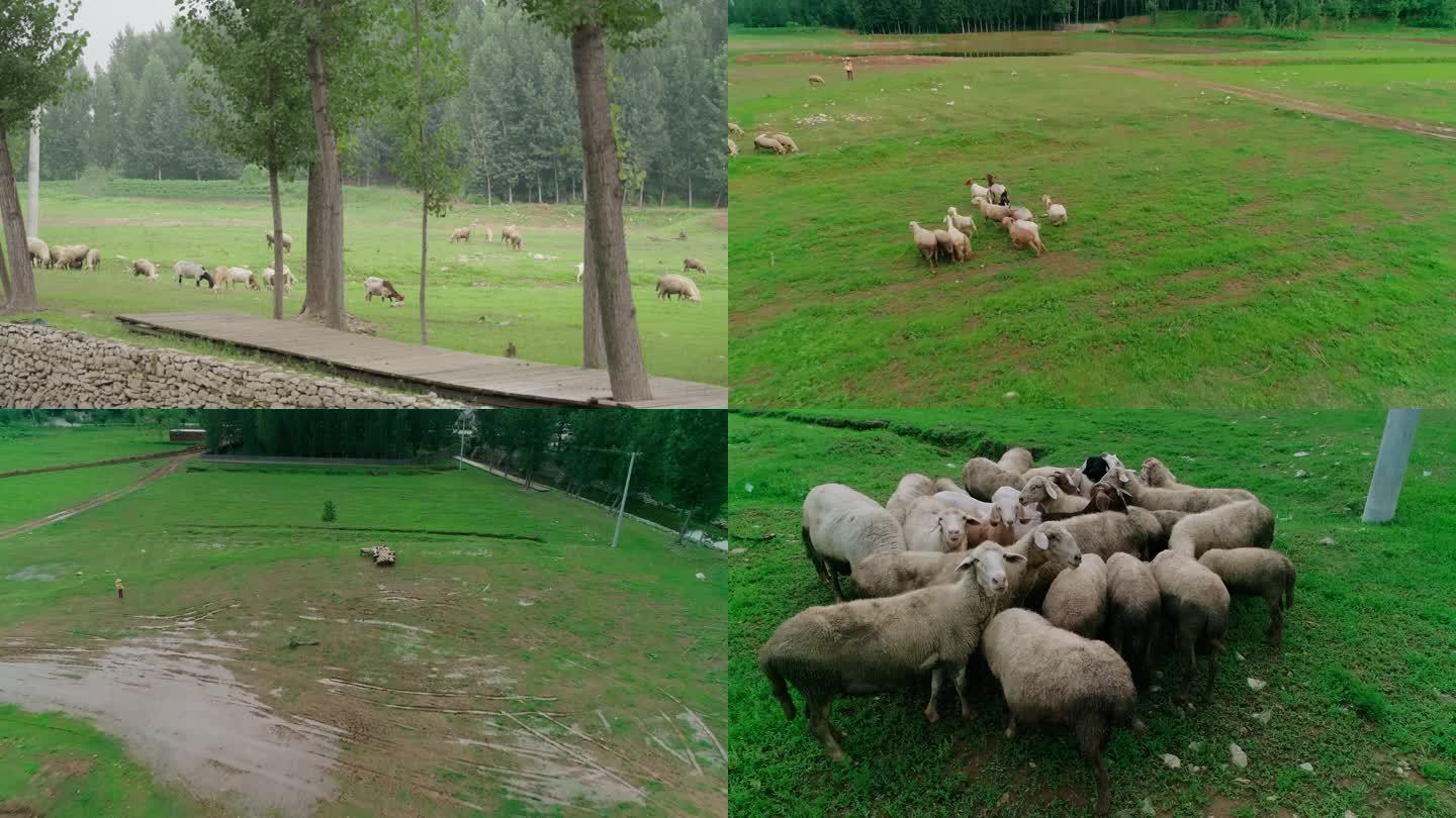 农村 村庄 放羊 羊群 草地吃草