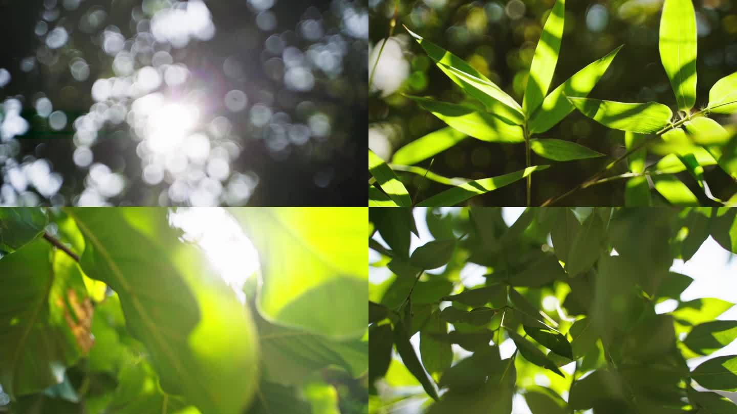 阳光透过树叶空镜1