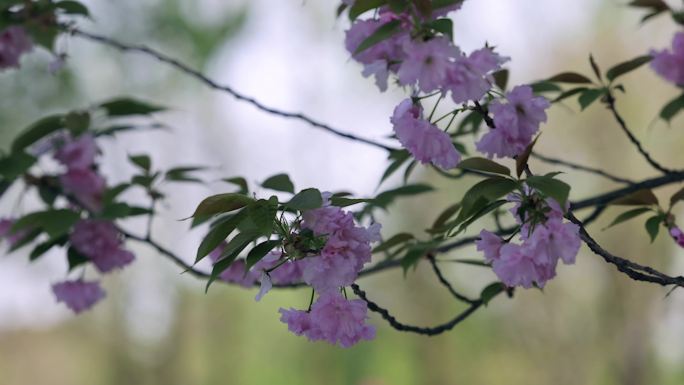 春天微风海棠花