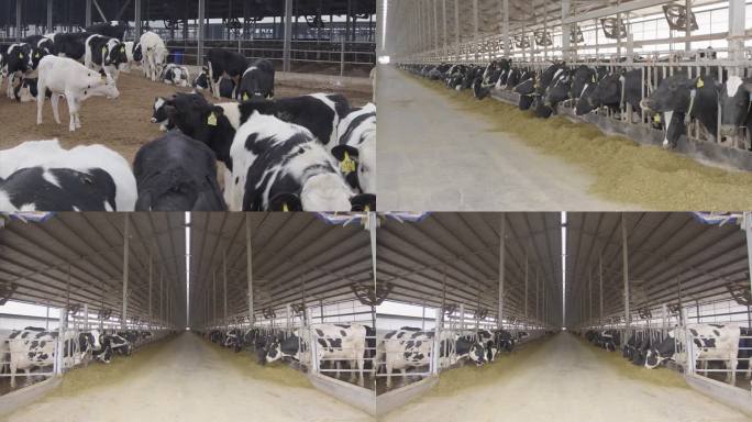 奶牛养殖牧场