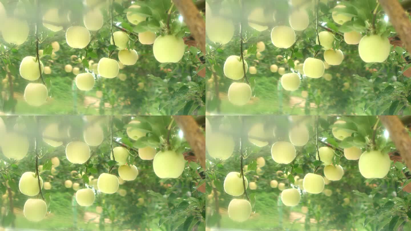 黄苹果 挂满枝头 硕果累累 丰收