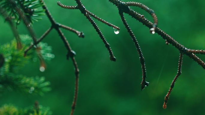 下雨-松枝上雨滴水滴下落