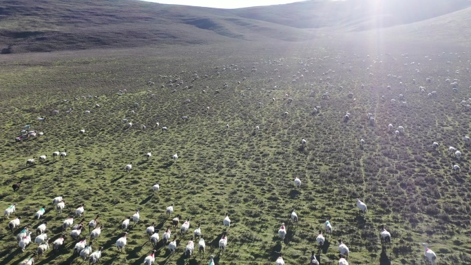 草原上奔跑的羊群航拍