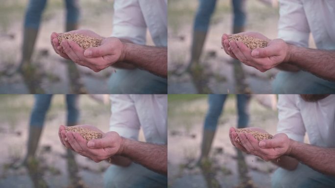 留胡子的雄性在稻田播种前手持稻米并检查质量