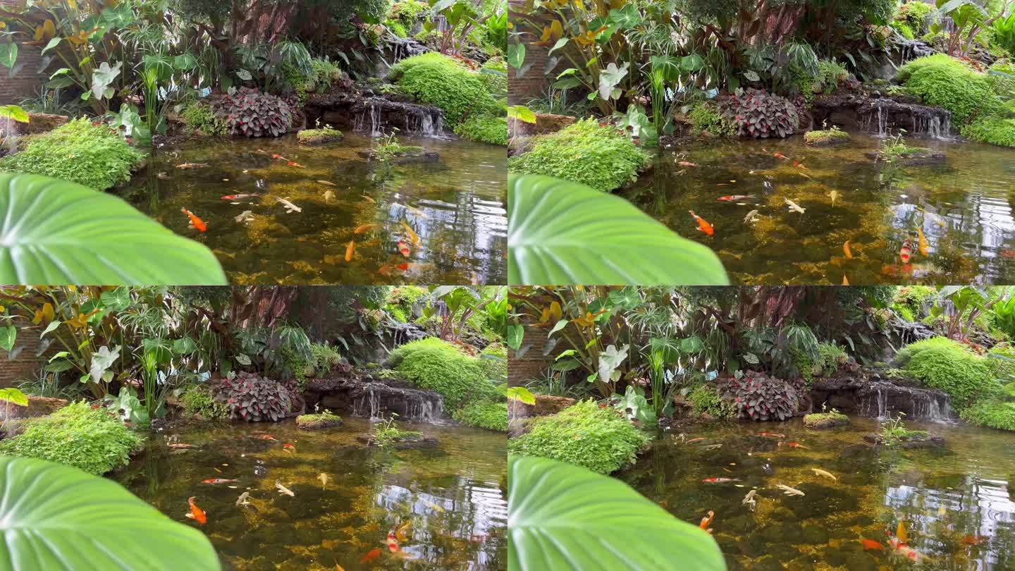 带瀑布和鲤鱼池的后院花园