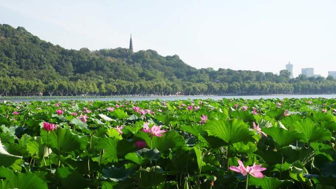 杭州西湖风景区粉色的荷花和碧绿的荷叶