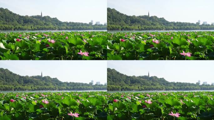 杭州西湖风景区粉色的荷花和碧绿的荷叶