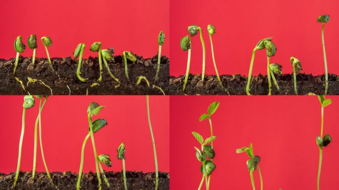 4K Timelapse视频，在红色背景下拍摄，三颗大豆从豆芽中生长。