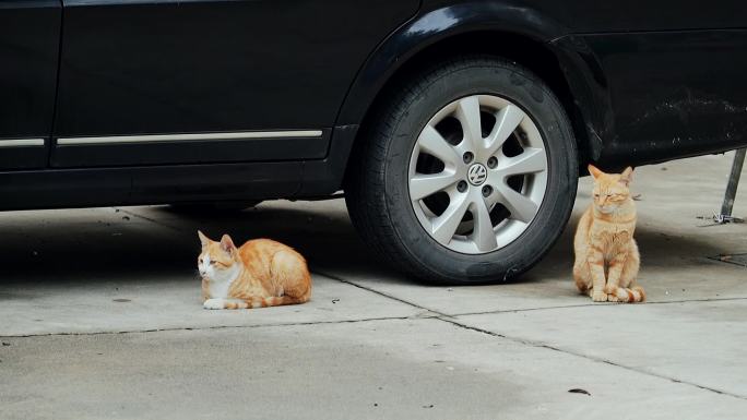 小区里的两只橘猫土猫