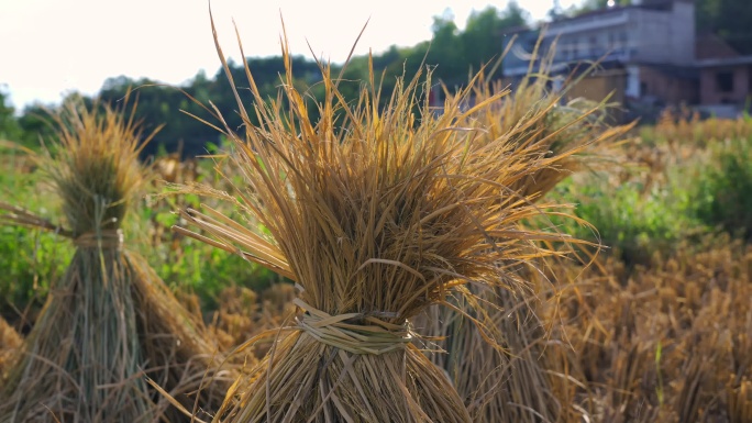 干稻草丰收稻草堆农村秸秆