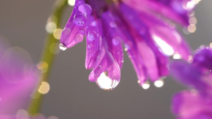 阳光下的花朵 浇花