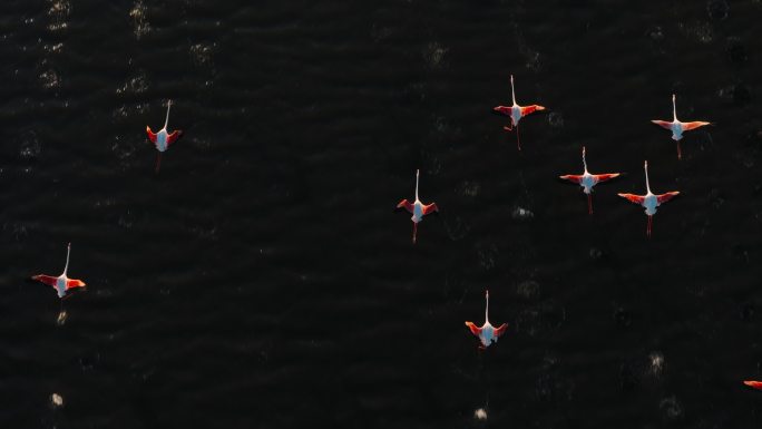 在海上飞行的火烈鸟群