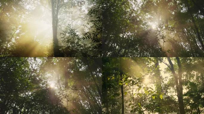 森林树木逆光光影丁达尔光