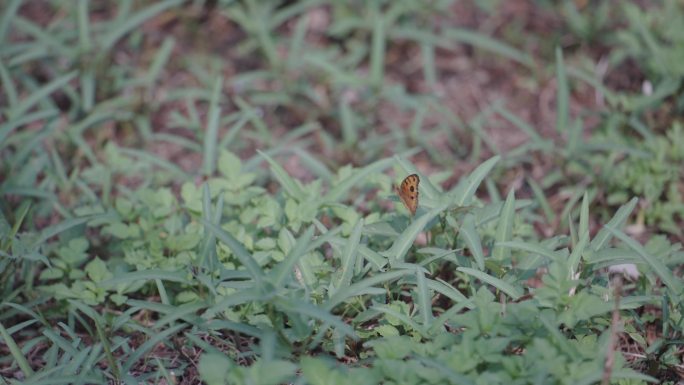 4k升格拍摄草地上的蝴蝶展翅