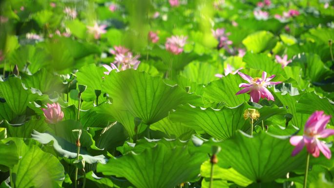 夏天池子里碧绿的荷叶和粉红的莲花