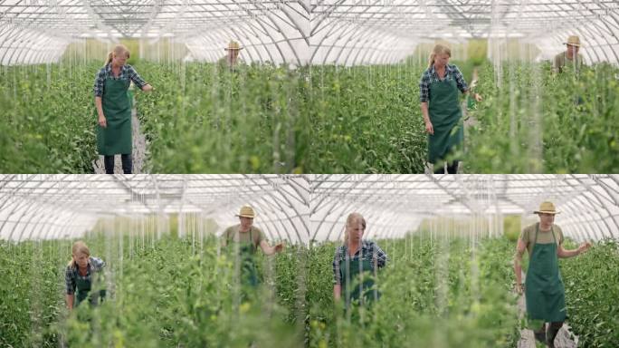 DS男农民和女农民在温室里检查番茄