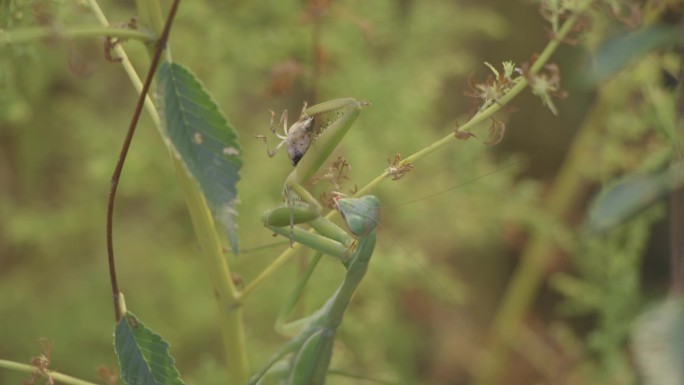 自然动物昆虫螳螂觅食视频素材4