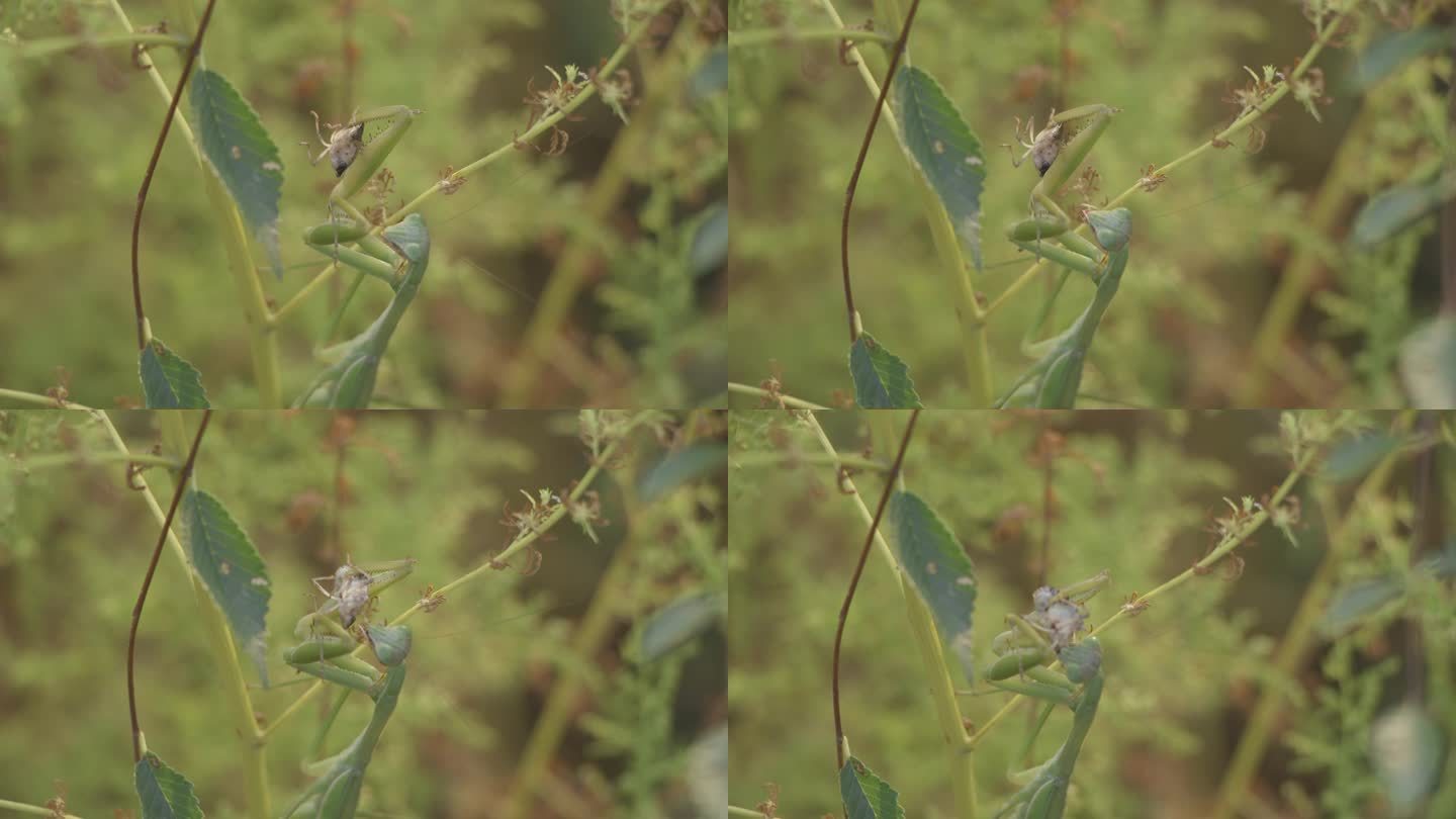 自然动物昆虫螳螂觅食视频素材4