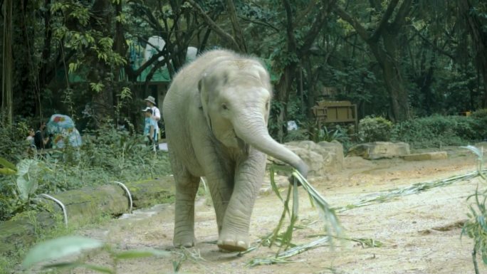 长隆动物园大象