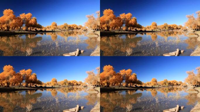 内蒙古额济纳金秋胡杨林