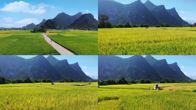 4k稻田骑行丰收航拍 稻米村落农耕风景